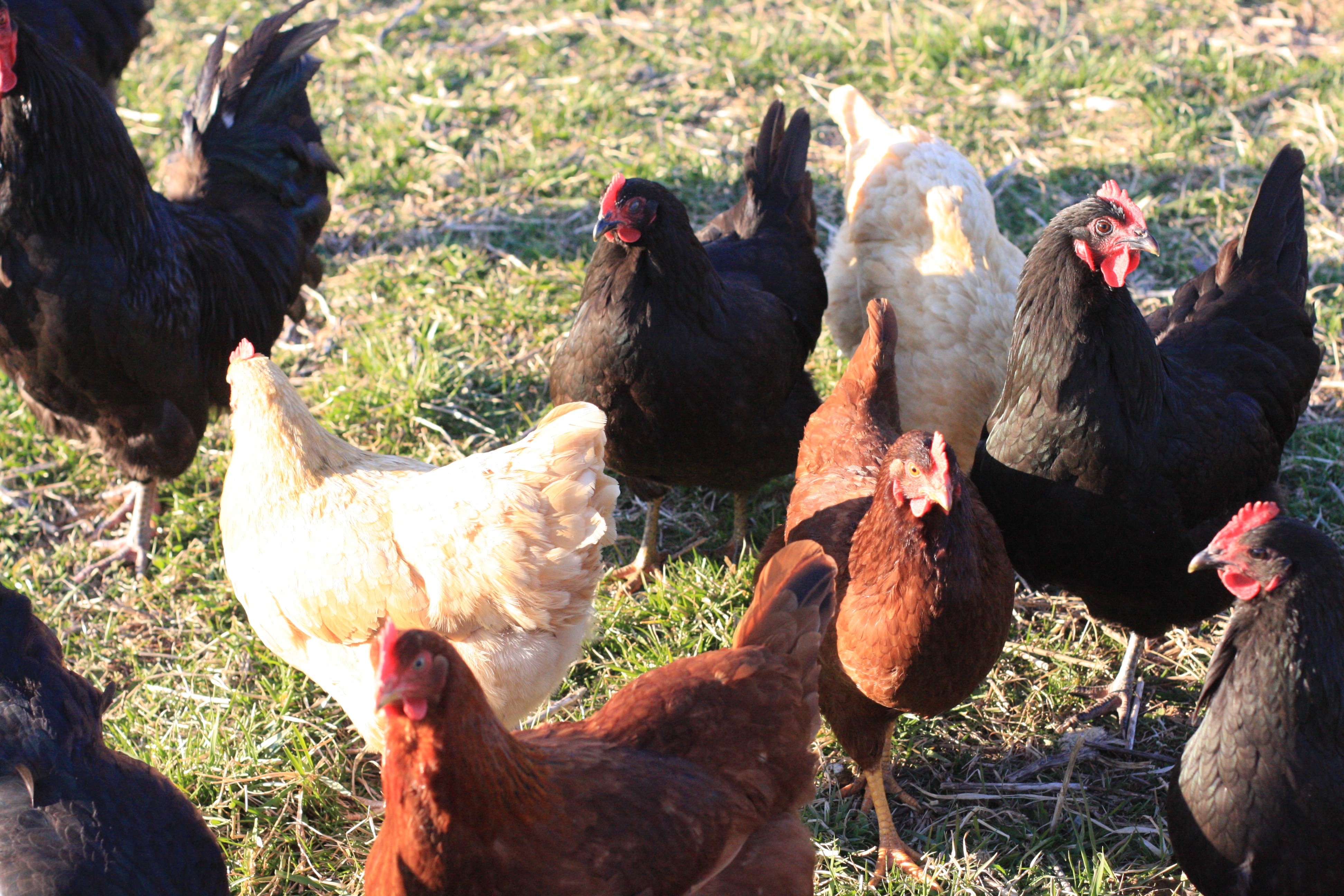 Chickens