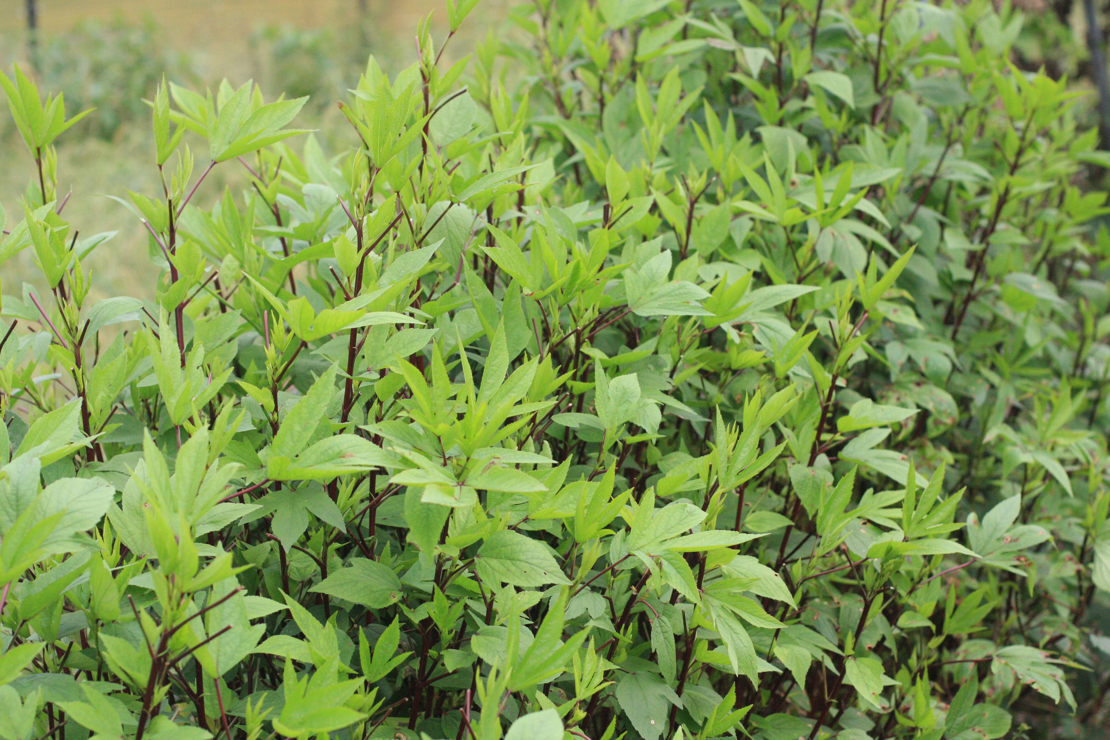 Gongura